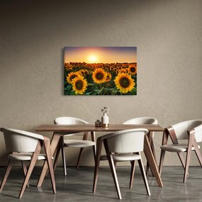 Kép - Napraforgó (90x60 cm)
