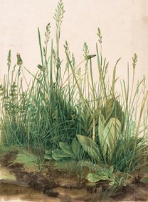 Reprodukció The Great Piece of Turf (1503), Albrecht Dürer