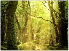 Poszterek 135x100 VarĂĄzslatos erdĆ TĂĄjkĂ©p