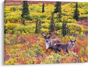Kép - Caribou, Alaszka (70x50 cm)