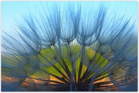 Poszterek 120x80 Pitypang VirĂĄg VirĂĄgok