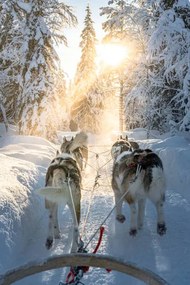 Fotográfia Personal perspective of person dogsledding in, Roberto Moiola / Sysaworld