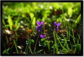 Poszter keretben 60x40 Mezei ibolya