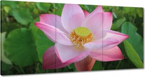 Vászonkép 120x60 Lótusz Lótuszvirág