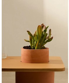 Natúr színű kerek dohányzóasztal kőrisfa dekorral 60x110 cm Olaria – Kave Home