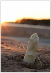 Poszterek 70x100 Spárga növekedés