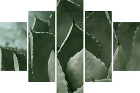 Kép - Zöld agávé (150x105 cm)