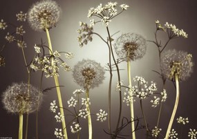 Poszter 29,7x21cm Réti virágok 4, Assaf Frank