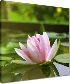 Vászonkép 50x50 Vízi liliom