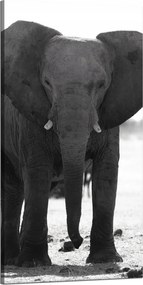 Vászonkép Szürke Elefánt Természet Fekete-fehér 60x120 cm