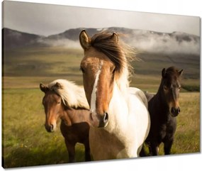 Vászonkép 80x60 Vad lovak