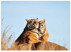 Kép - Tigris és a kölyke (üvegen) (70x50 cm)