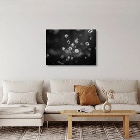 Üveg kép - Pamutfű a réten (70x50 cm)