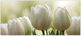 Fotótapéták 211x91 Fehér tulipánok