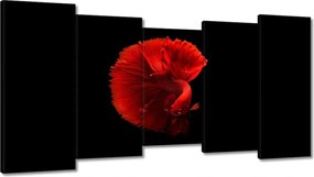 Vászonkép 150x80 Harcos hal piros