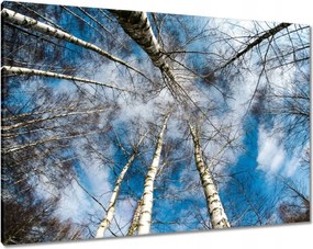 Festmények 100x70 Nyírfa