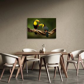 Ülő tukánok képe, Costa Rica (üvegen) (70x50 cm)