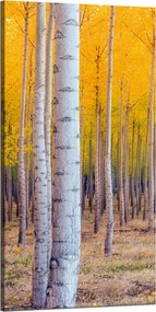 Nyírfa Ősz Sárga levelek vászonkép 60x120 cm