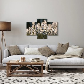 Kép - Keskenylevelű gyapjúsás (90x60 cm)
