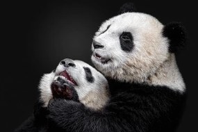 Fotográfia Pandas, Alessandro Catta