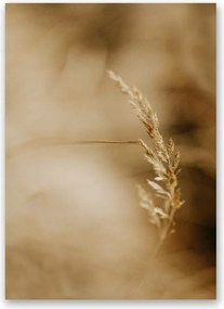 Boho kalász poszter kép B2 50x70cm #170