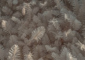 Divatos Flizelin Tapéta Fali Furnér Ágak 208x146 Ragasztó