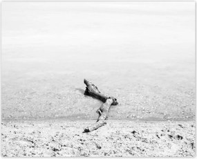 Poszterek 50x40 Gyökér tengerpart Gyökér víz