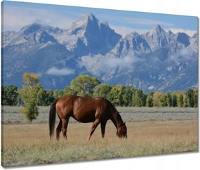 Vászonkép 80x60 Ló a prérin