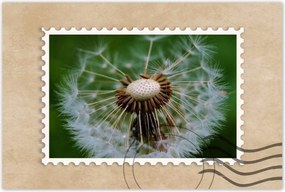 Poszterek 60x40 Pitypang Virág Virágok