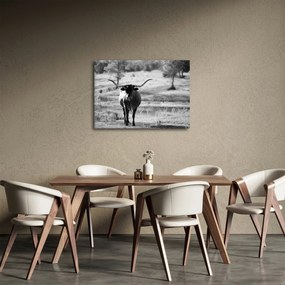 Kép - Tehén, fekete-fehér (70x50 cm)