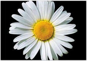 Poszterek 100x70 Virágzó fehér margaréta