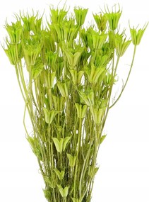 Szárított feketeribizli keleti zöld Nigella szárított virág csokor