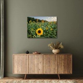 Kép - Napraforgómező II. (70x50 cm)