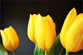 Tulipán képe (90x60 cm)