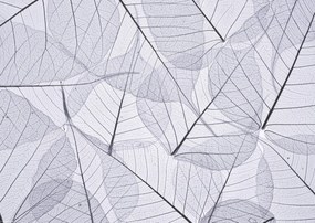 Poszter 42x29,7cm Csontváz levelek 2, Assaf Frank