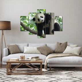 Kép - Panda a fán (150x105 cm)