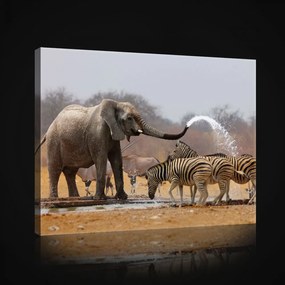 Vászonkép, Elefántok, 80x60 cm méretben