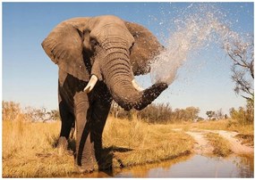 Fotótapéta állatok elefántok fotótapéta 208 x 146
