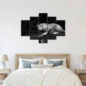 Kép - albínó tigris, fekete-fehér (150x105 cm)