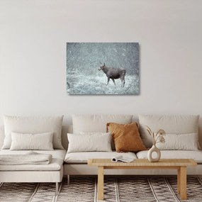Kép - jávorszarvas egy hóval borított erdőben (üvegen) (70x50 cm)