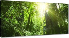 Vászonkép 115x55 Varázslatos erdő Tájkép