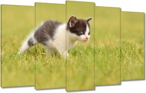 Vászonkép 100x60 Cica Cicák