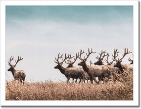 Poszter keretben 40x30 Szarvascsorda Szarvak