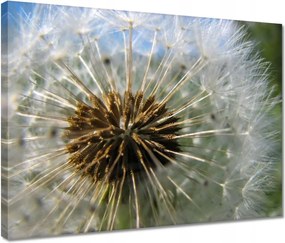 Vászonkép 40x30 Pitypang Virág Virágok