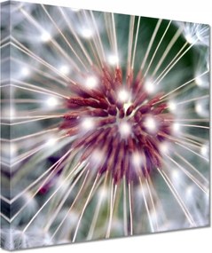 Vászonkép 20x20 Pitypang Virág Virágok