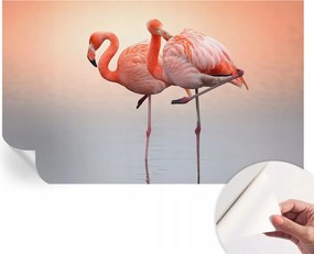 Öntapadós fotótapéta Divatos Finom flamingók 416x254 cm