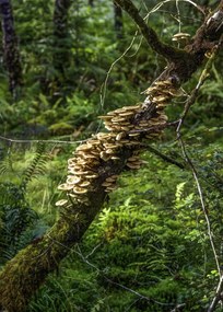 Poszter 50x70cm Gomba a fán, Assaf Frank