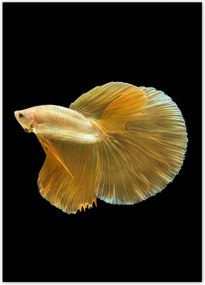 Poszterek 50x70 Arany sziámi hal