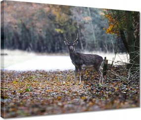 Vászonkép 40x30 Szarvas az erdőben Erdő