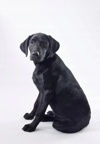 Poszter 68x98cm Fekete labrador fehér alapon 2, Assaf Frank